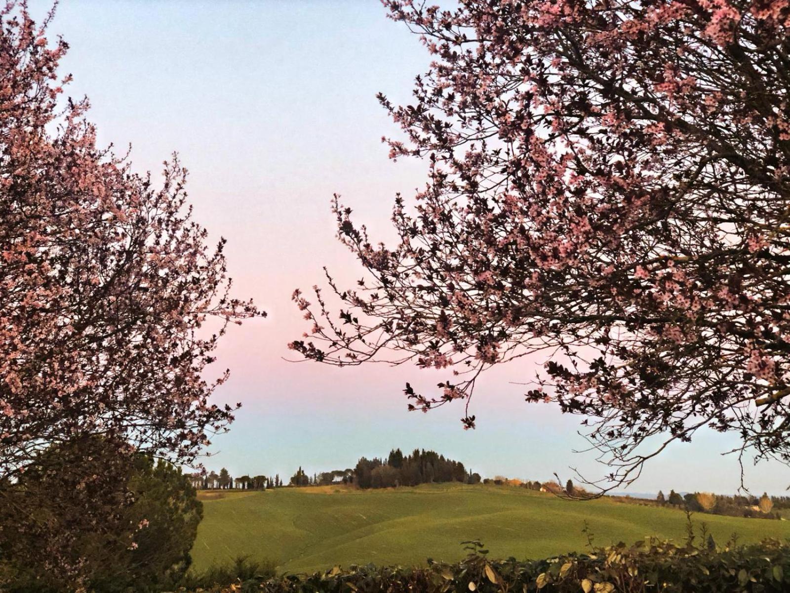 Agriturismo La Terrazza Sul Mangia Siena Dış mekan fotoğraf