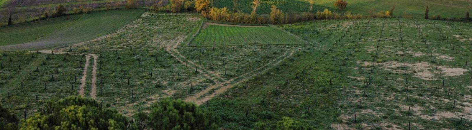 Agriturismo La Terrazza Sul Mangia Siena Dış mekan fotoğraf